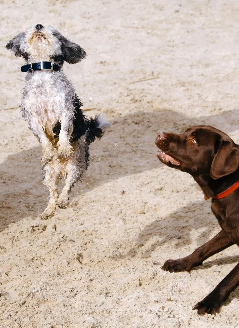 dogs hond blaft naar andere hond