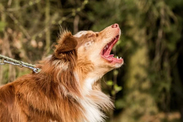 uitvallende collie