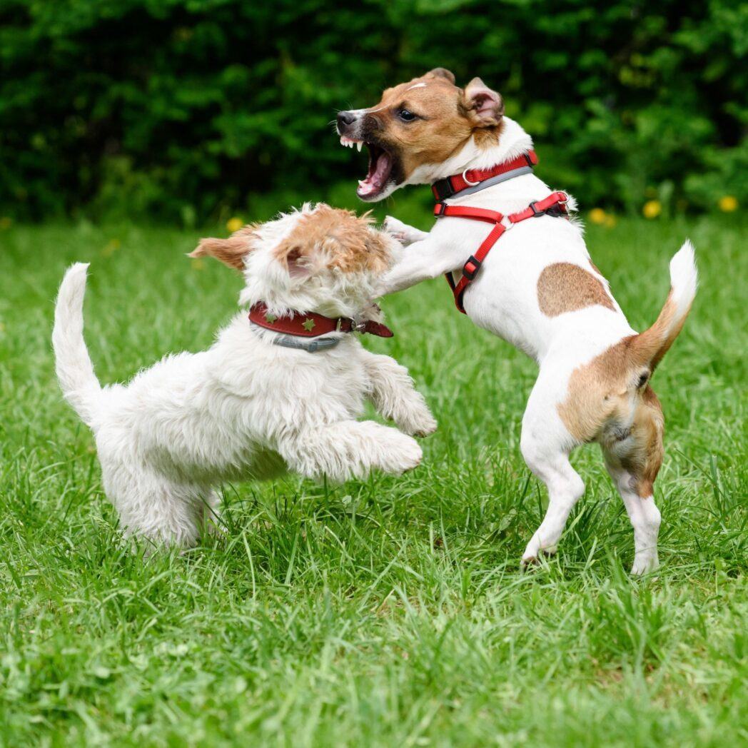 Uitvalgedrag kan zich ontwikkelen wanneer een hond herhaaldelijk 'speelt', waarbij de grenzen niet gerespecteerd worden.