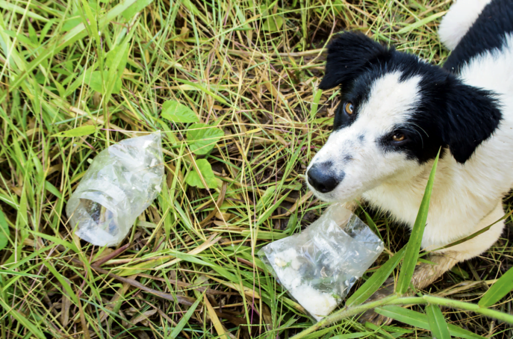 Hond eet oneetbare spullen