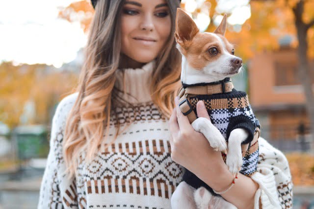 tamara-bellis-453602-unsplash mag je je hond optillen