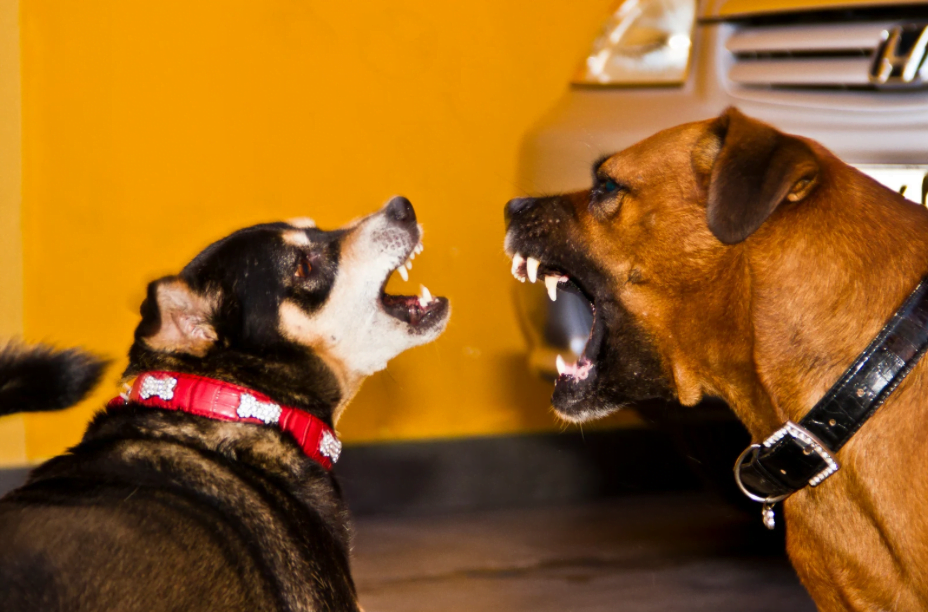 Hond toont agressie naar de andere hond. 