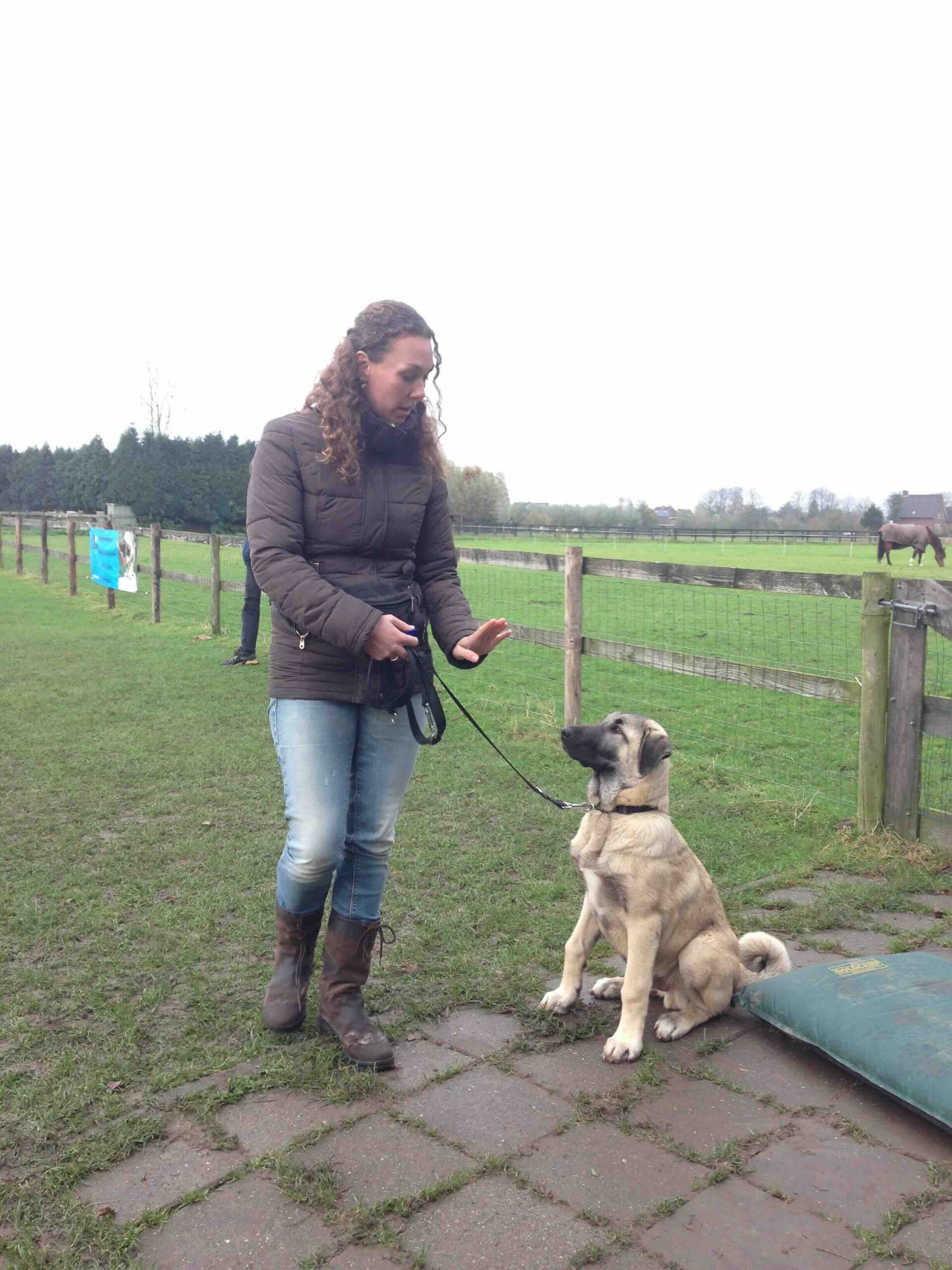 gehoorzaamheidscursus hond anatolische herder pup
