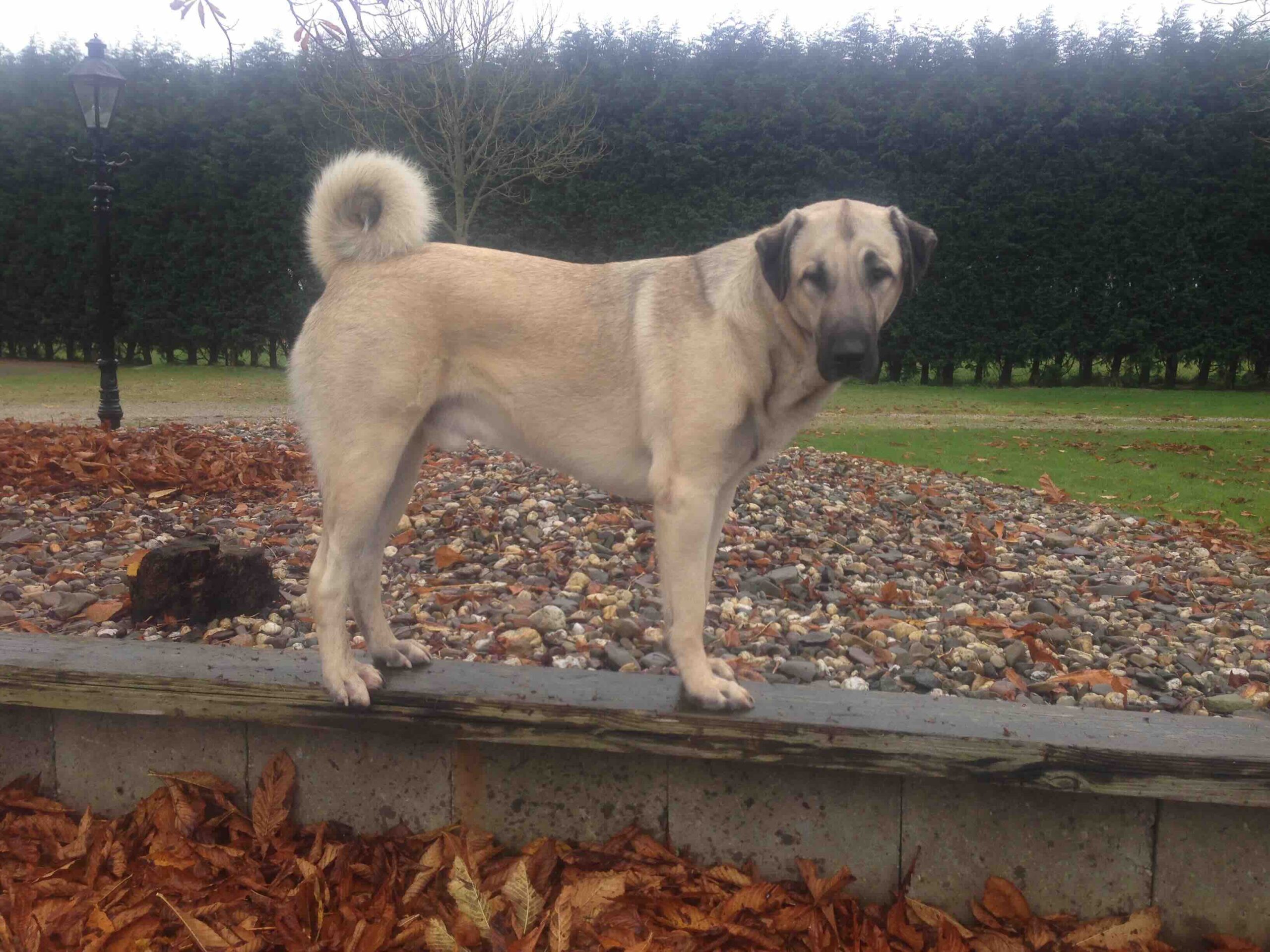 Anatolische herder pup gehoorzaamheidstraining
