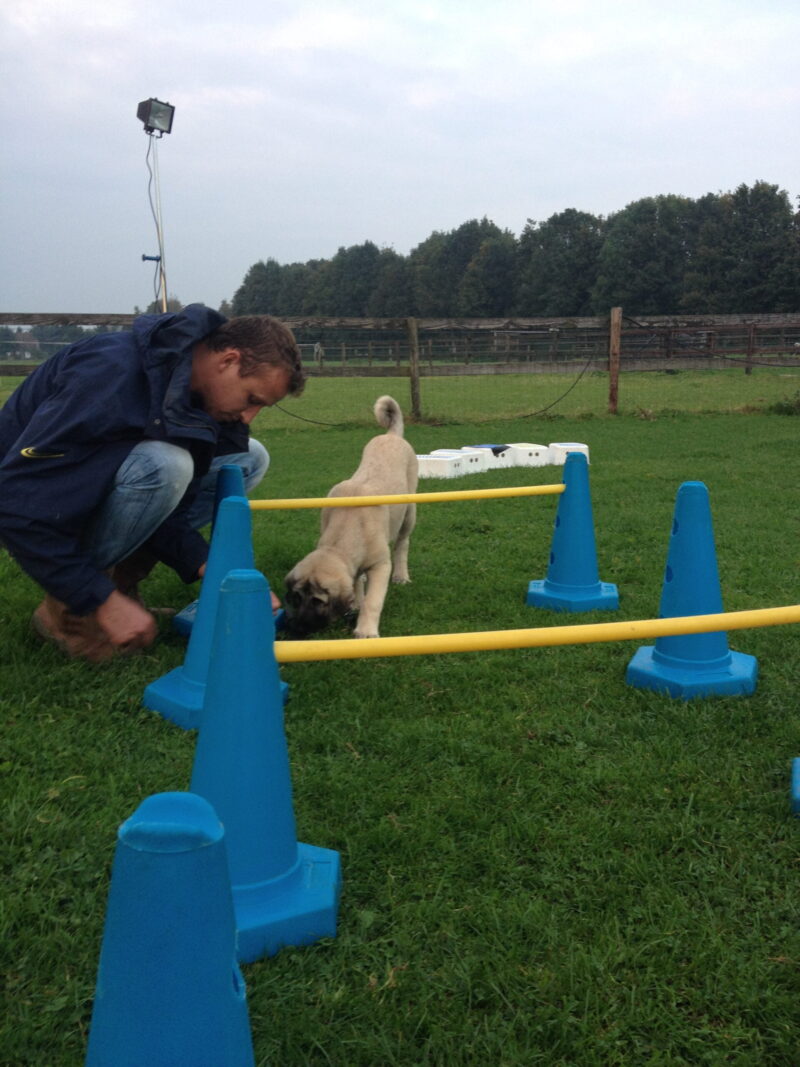 Puppy gehoorzaamheidstraining parcours