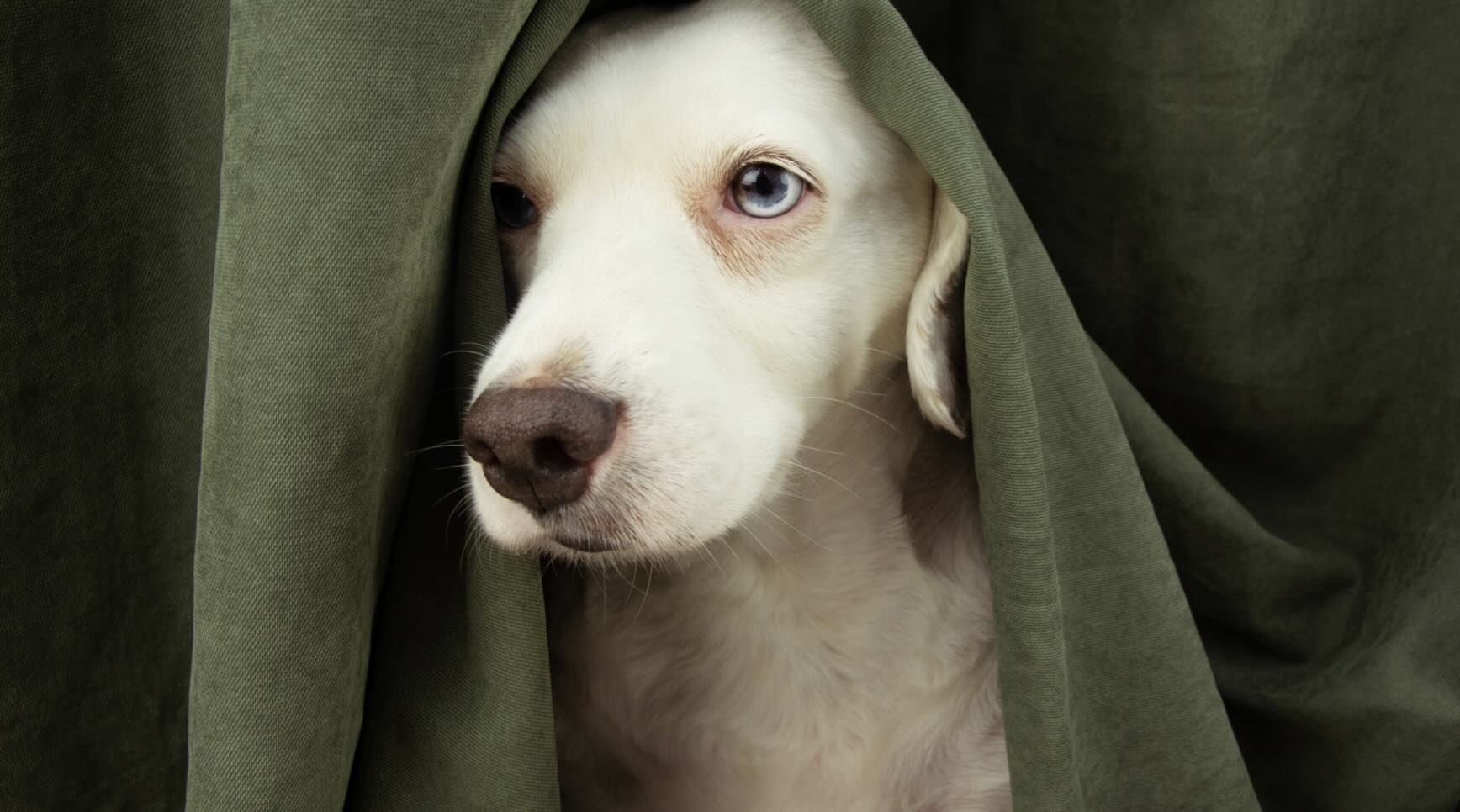 Hond bang voor vuurwerk Hond bang voor vuurwerk