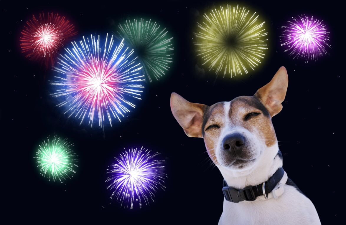 Mijn hond is bang voor vuurwerk