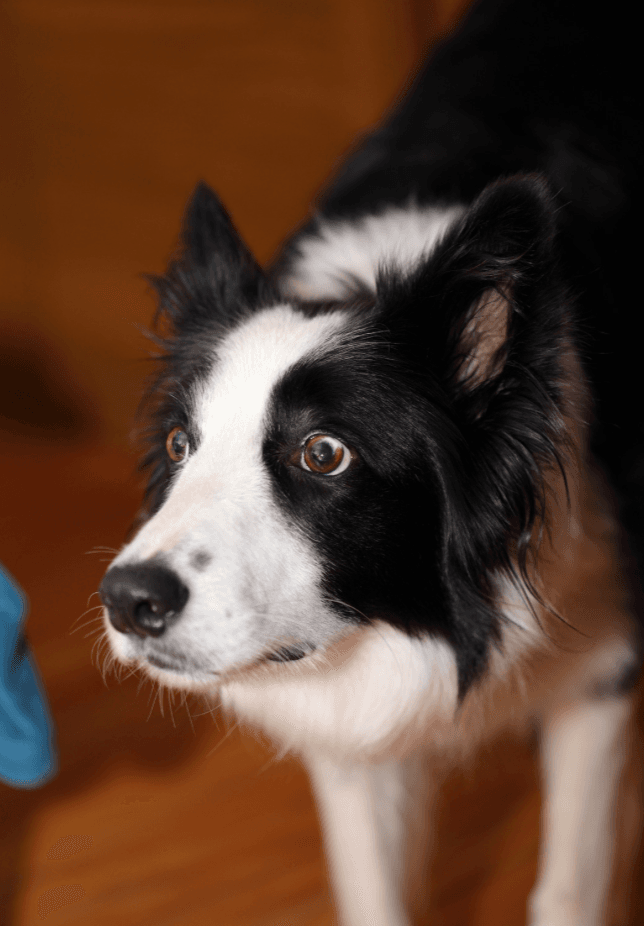 bange hond bange hond